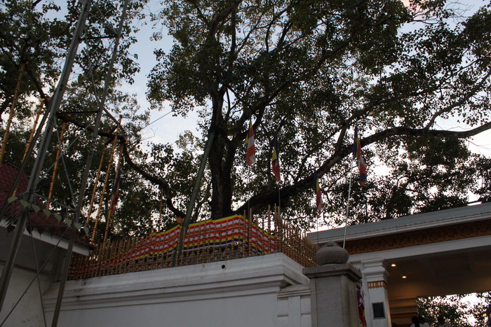 Анурадхапура. Дерево Шри Маха Бодхи.