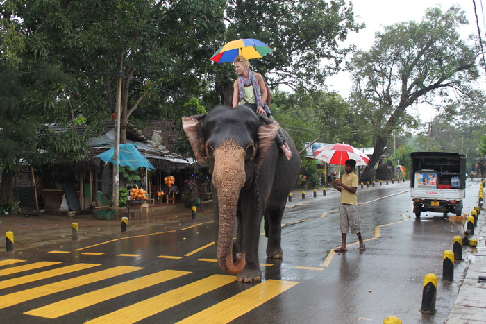 Шри-Ланка. Слон на улицах Сигирии.
