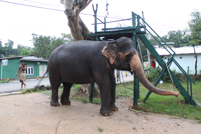 Шри-Ланка. Сигирия. Сафари на слоне.
