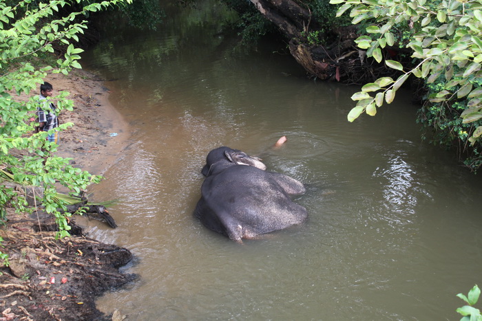Шри-Ланка. Сигирия. Слон отдыхает после работы.