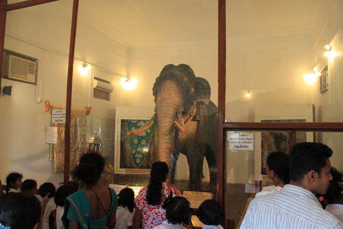 Канди. Храм зуба Будды. Боевой слон Раджа.