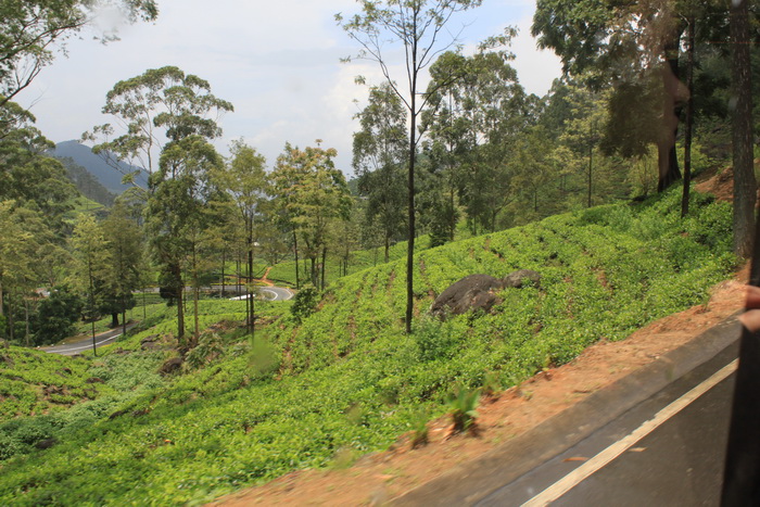 Чайные плантации по дороге в Нувара-Элию.