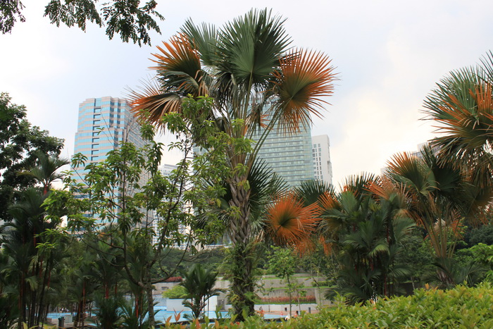 Куала-Лумпур. Центральный парк Taman KLCC.
