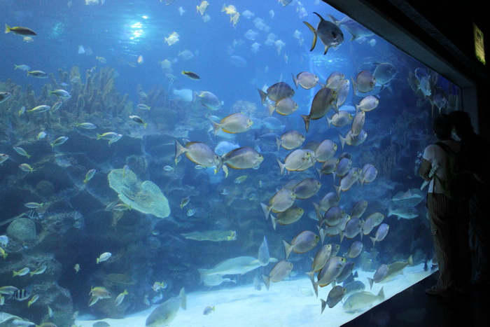 Куала-Лумпур. Океанариум Aquaria. Панорамный аквариум.
