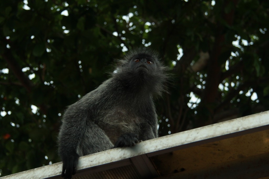 Куала-Селангор. Серые обезьяны.