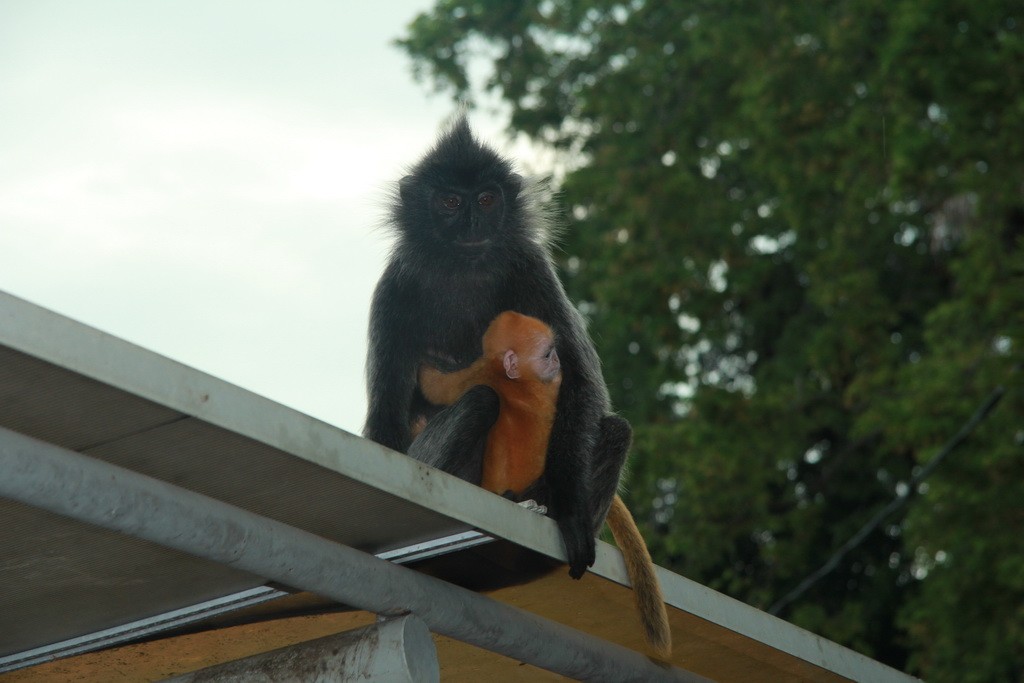 Куала-Селангор. Оранжевые обезьянки.