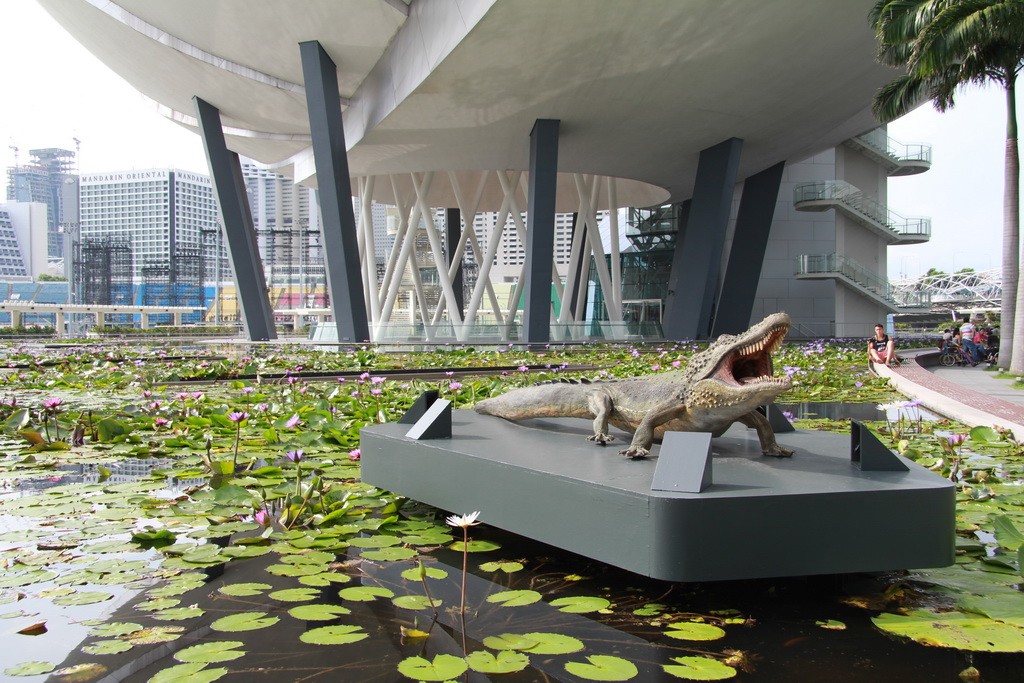 Сингапур. Лилии в водоеме под музеем науки и искусства.