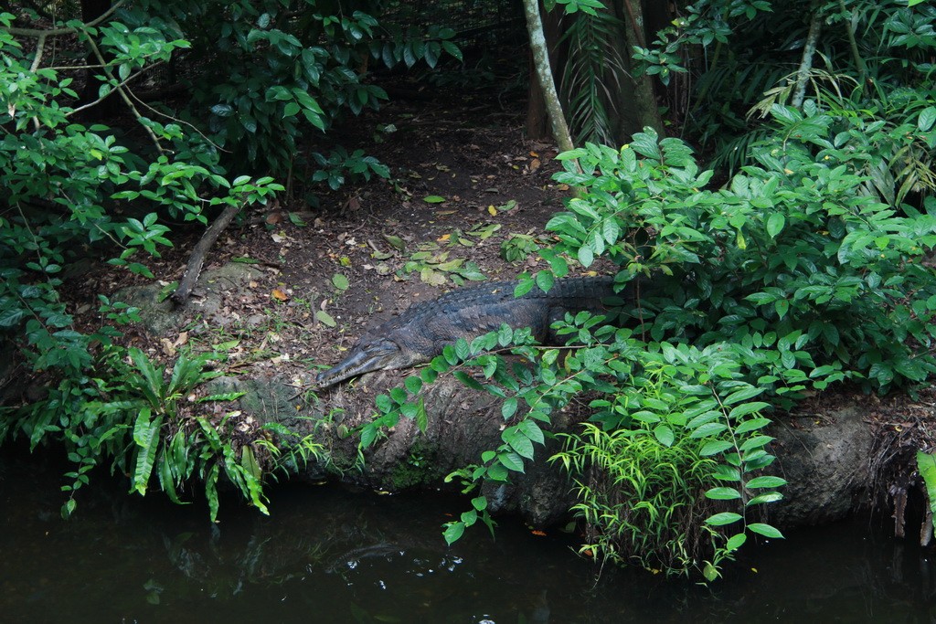 Сингапур. Зоопарк. Крокодил.