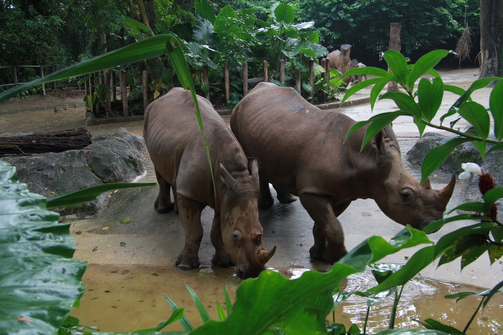 Сингапур. Зоопарк. Носороги.