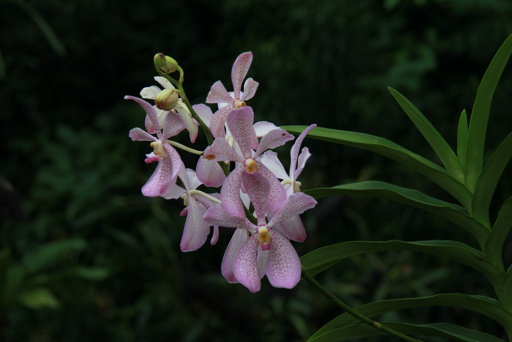 Сингапур. Парк орхидей.