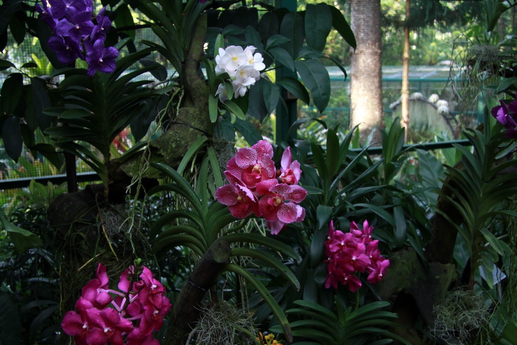 Сингапур. Национальный сад орхидей.