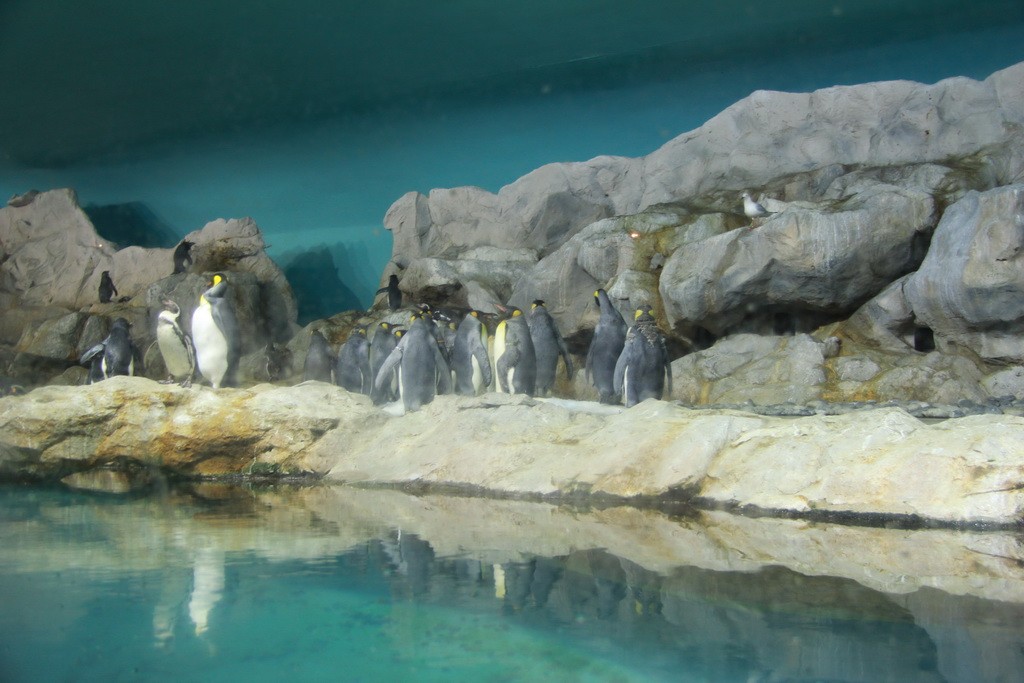 Сингапур. Парк птиц Джуронг. Пингвины.