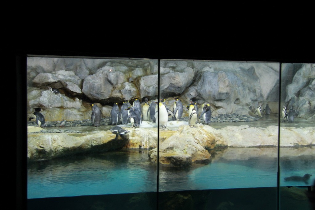 Сингапур. Парк птиц Jurong. Пингвины.