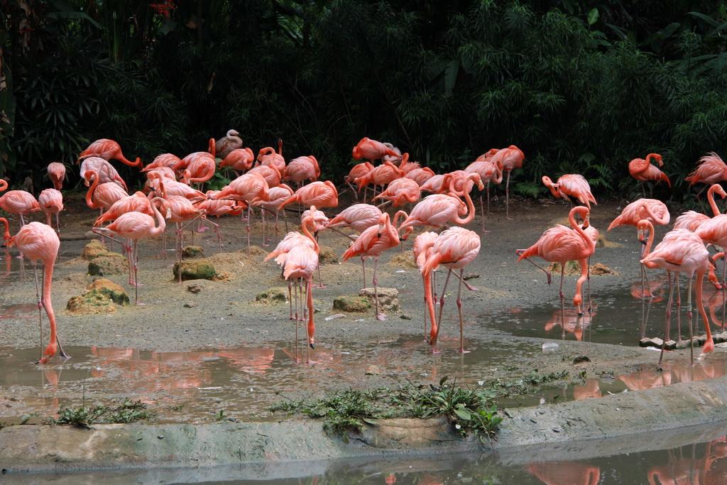 Сингапур. Парк птиц. Фламинго.