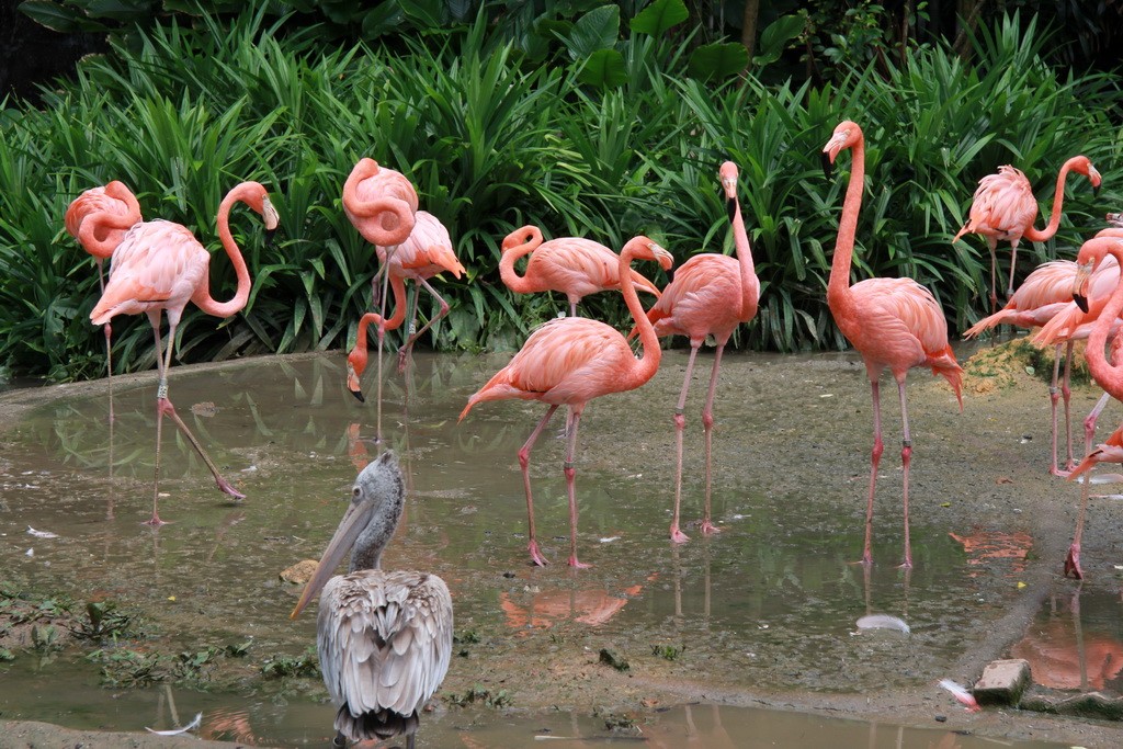 Сингапур. Парк птиц Джуронг. Фламинго.