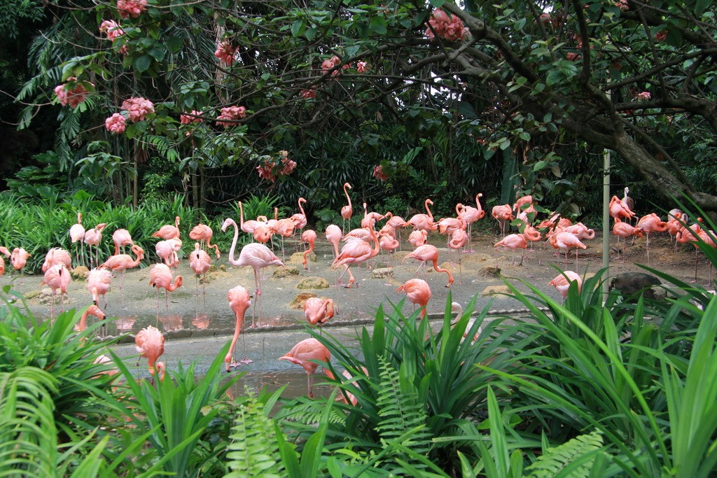 Сингапур. Парк птиц Jurong. Фламинго.