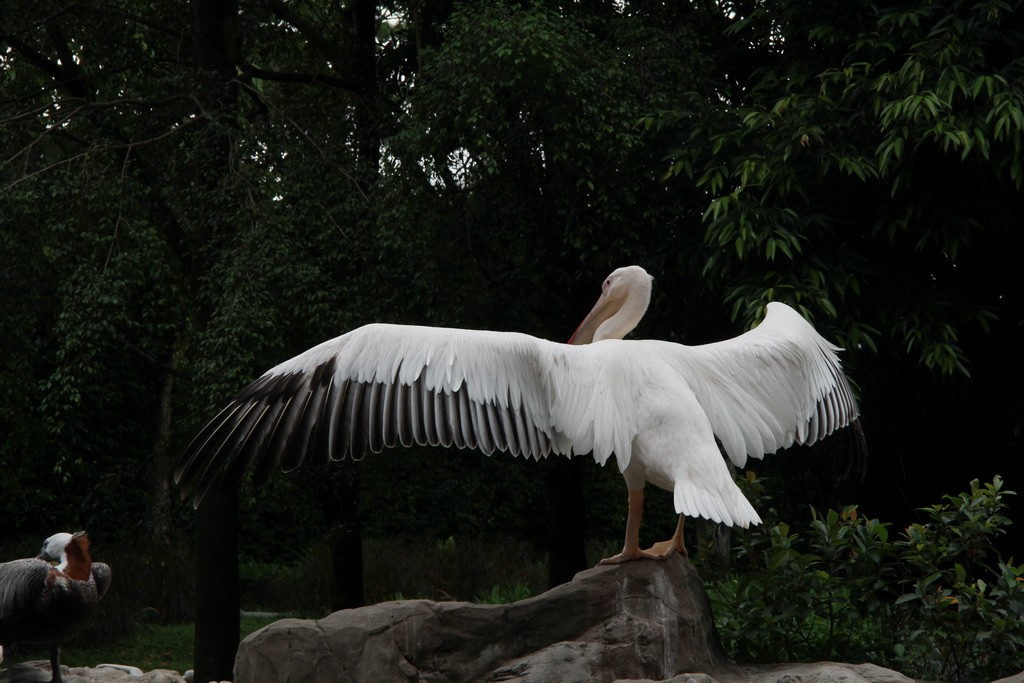 Сингапур. Парк птиц Джуронг. Пеликан.