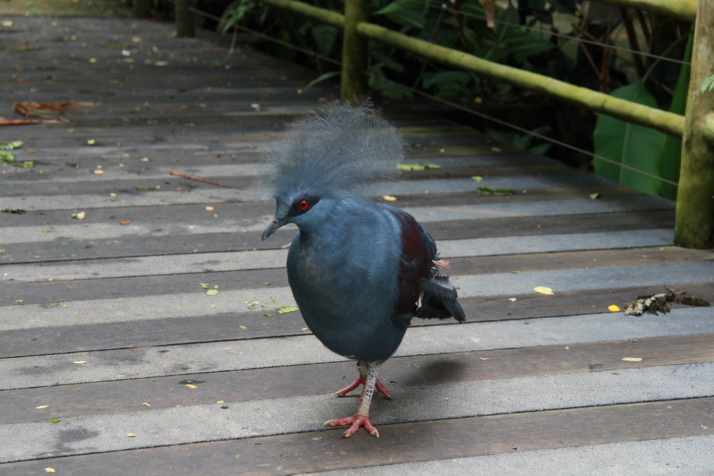 Сингапур. Парк птиц. Мега голубь с хохолком.