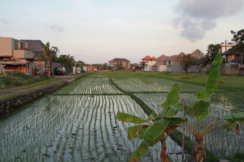 Бали. Чангу. Рисовые плантации.