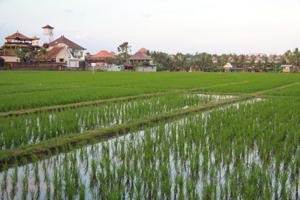 Бали. Рисовые поля Чангу.
