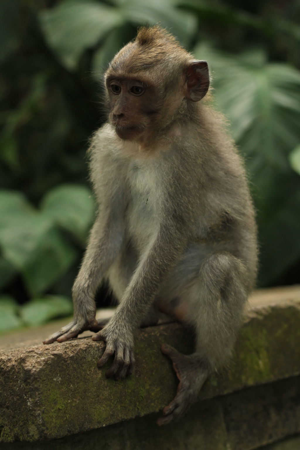 Бали. Лес обезьян в Убуде.