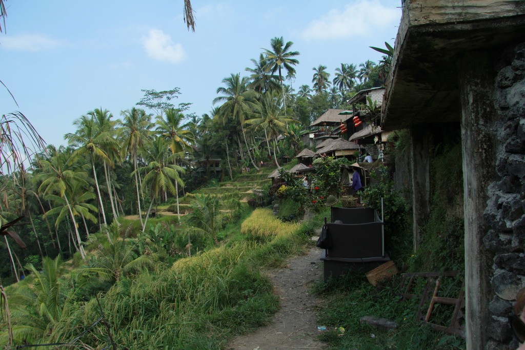 Бали. Рисовые террасы Убуда.